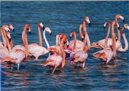 Gujrat birds