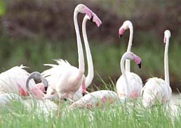 Gujrat birds