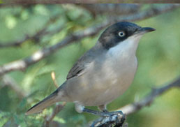 Gujrat birds