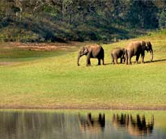 Viajes Kerala